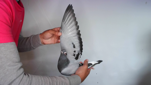 Pigeon image