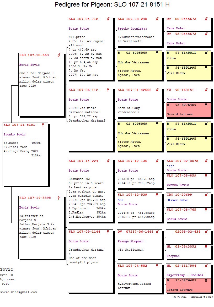 Pigeon pedigree image