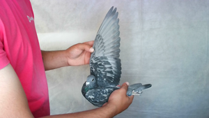 Pigeon image
