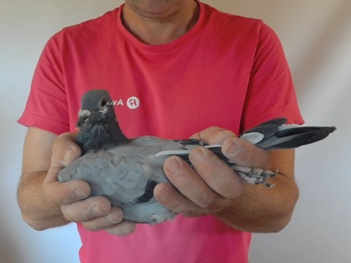 Pigeon image