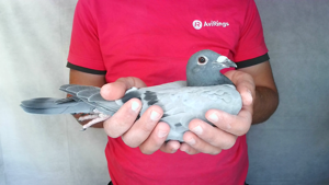 Pigeon image