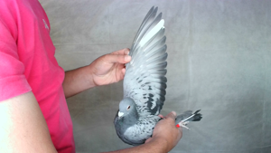 Pigeon image