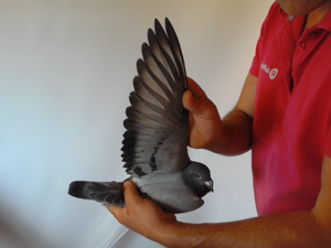 Pigeon image