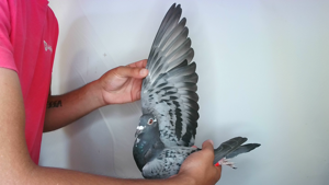 Pigeon image