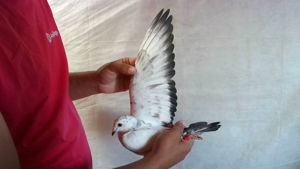 Pigeon image