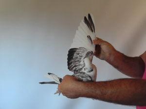 Pigeon image