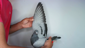 Pigeon image