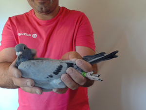 Pigeon image