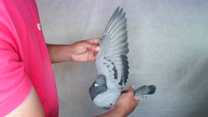 Pigeon image