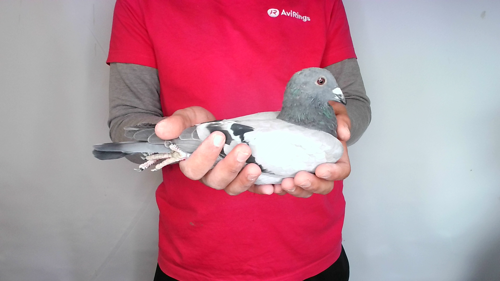 Pigeon image