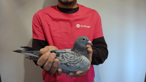 Pigeon image