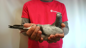 Pigeon image