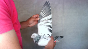 Pigeon image