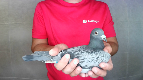 Pigeon image