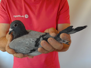 Pigeon image