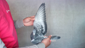 Pigeon image