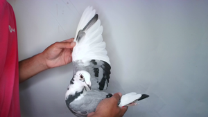 Pigeon image