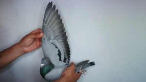 Pigeon image