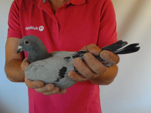 Pigeon image