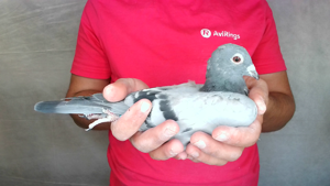 Pigeon image