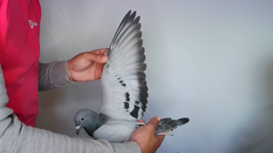 Pigeon image