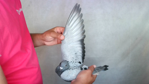 Pigeon image