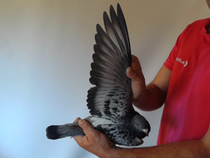 Pigeon image