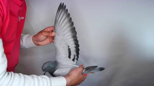 Pigeon image