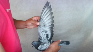 Pigeon image