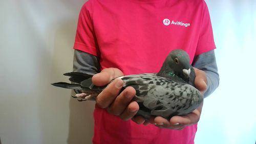 Pigeon image