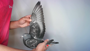 Pigeon image