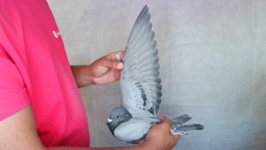 Pigeon image