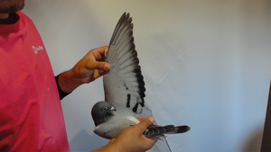 Pigeon image