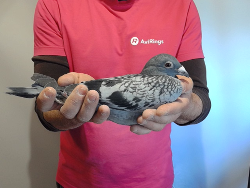 Pigeon image