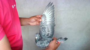 Pigeon image