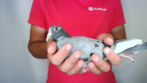 Pigeon image