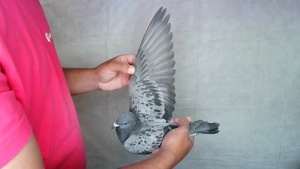 Pigeon image