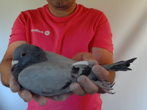 Pigeon image