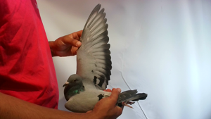 Pigeon image