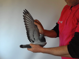 Pigeon image