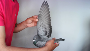 Pigeon image