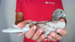 Pigeon image