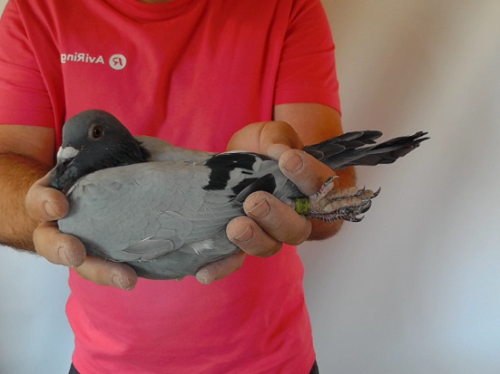 Pigeon image