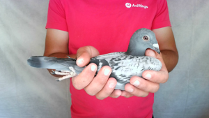 Pigeon image