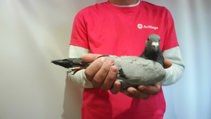 Pigeon image