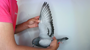 Pigeon image