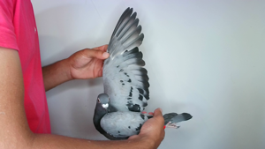 Pigeon image