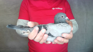Pigeon image