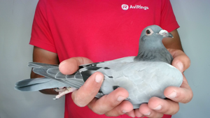 Pigeon image