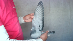 Pigeon image